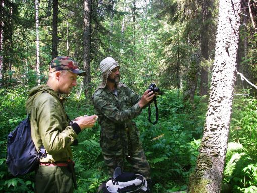 Участники экспедиции Алексей Кравченко и Олли Маннинен фиксируют краснокнижные виды древообитающих грибов. Фото автора.