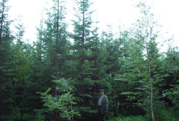 Рисунок 5 – Опытные лесные культуры ели в Юркостровском лесничестве Карелии